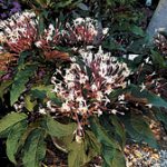 article image - 